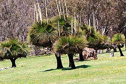 Rostliny Austrálie - Endemická krása pevniny