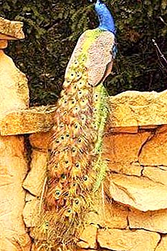 Partridge màu xám, partridge, turoch, peacock - đây là những con chim thuộc họ chim trĩ