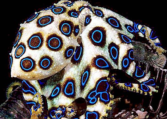 Chobotnica modrá: opis druhu, biotopu, chovu a chovu v akváriu