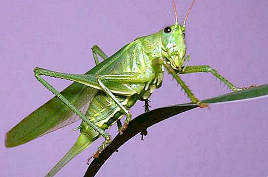 How many grasshoppers live? Short description of the insect
