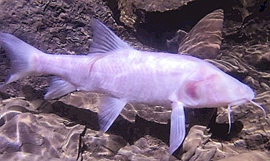 A l'Índia, es va descobrir el peix de cova més gran. Es necessitava una xarxa per treure-la