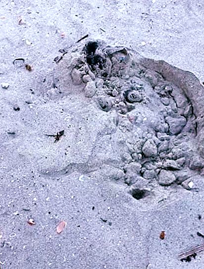 Οι λάτρεις περπατούσαν κατά μήκος της παραλίας και η άμμος ξαφνικά άρχισε να ανακατεύει κάτω από τα πόδια: αρχικά φοβήθηκαν και στη συνέχεια έμοιαζαν σαν να ξόρκιζαν (φωτογραφία)