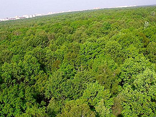 Det østlige Moskva-distrikt eller hvordan man går i skoven uden at forlade byen