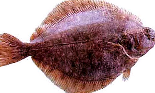 Cá bơn bụng vàng: mô tả, môi trường sống