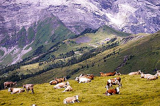 Ang buhay sa Switzerland sa pamamagitan ng mga mata ng mga Ruso