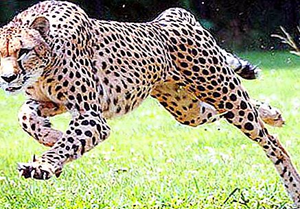 Asiatisk gepard: beskrivelse, foto