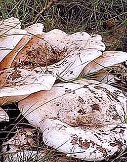 Payudara putih - trofi jamur berharga