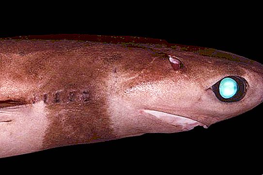 Brasiliansk lysende haj: foto, beskrivelse, størrelse, reproduktion
