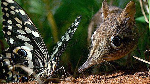 Tiny shrew: môi trường sống và sự thật thú vị