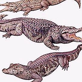 Katsotaan kuinka krokotiili eroaa alligaattorista
