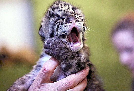 Cuccioli di leopardo in vivo e in cattività