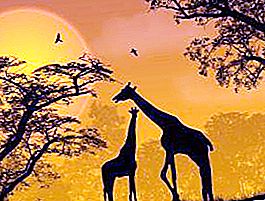 Hvor bor giraffer? Hvad er giraffes levested, og hvordan tilpasser de sig det?
