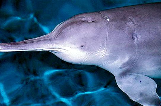 Espèces animales menacées: dauphin de rivière chinois (baiji)