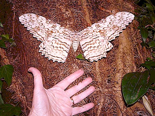Qual è la farfalla più grande del mondo?