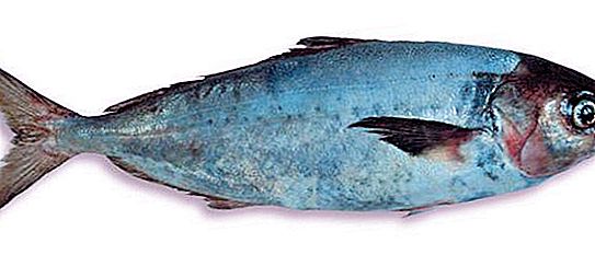 Jūrų žvejybos žuvis savarin (varekhou): aprašymas, nuotrauka