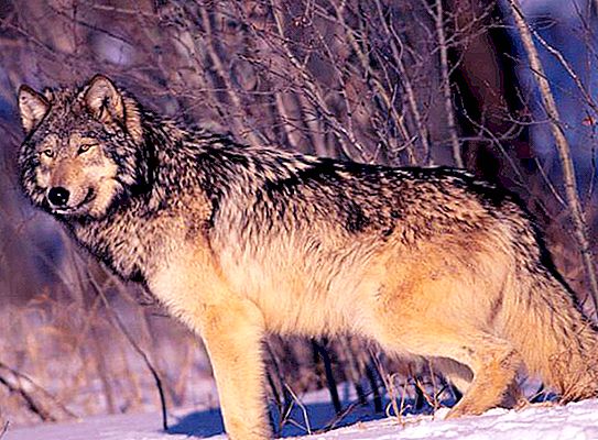 Có thể thuần hóa một con sói trong cuộc sống thực?
