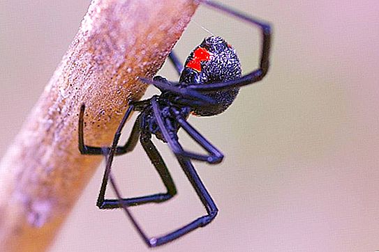 Sort enke edderkop - beskrivelse, funktioner og interessante fakta