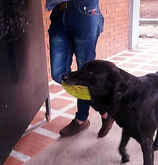 Öğrencilerin yiyecek satın almasını izledikten sonra, akıllı bir köpek çerezler için “ödeme yapmak” için para olarak bir kağıt kullanır