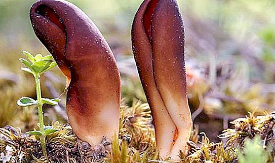 "Orecchio di lepre": un fungo che non è familiare a nessuno