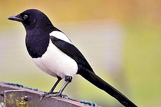 मैगपाई - प्रवासी पक्षी या नहीं? मैगपाई: विवरण, जीवन शैली
