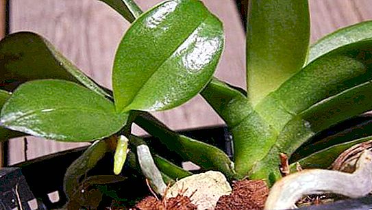 Miega orhidejas pumpuri: pamodināšanas paņēmieni