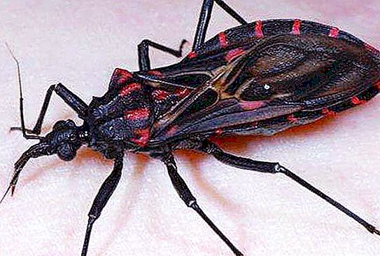 Triatom bug: keterangan, klasifikasi dan fakta menarik