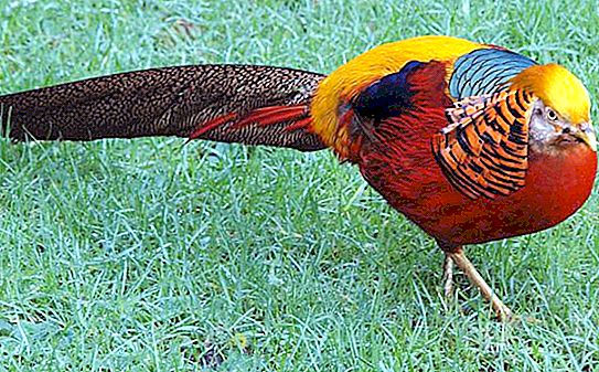 Golden pheasant is a colorful bird. Golden pheasant: description and photo