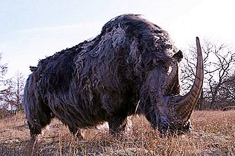 갈색과 흰색 털 코뿔소