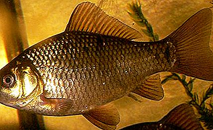 What does crucian eat, where does he live and what does he look like?