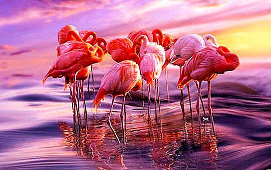 Gdje živi flamingo i što jede?