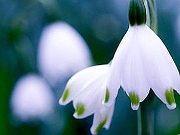 Where do snowdrops grow and what are these flowers remarkable for