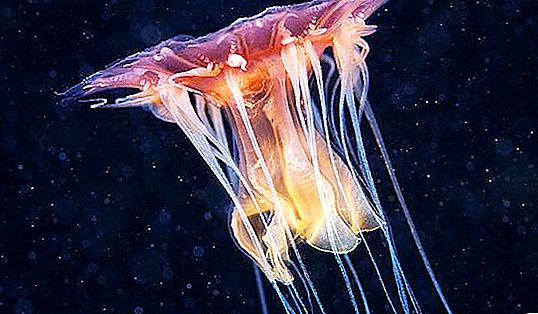 Jättiläinen meduusan syanidea: kuvaus, elämäntapa, mielenkiintoisia faktoja