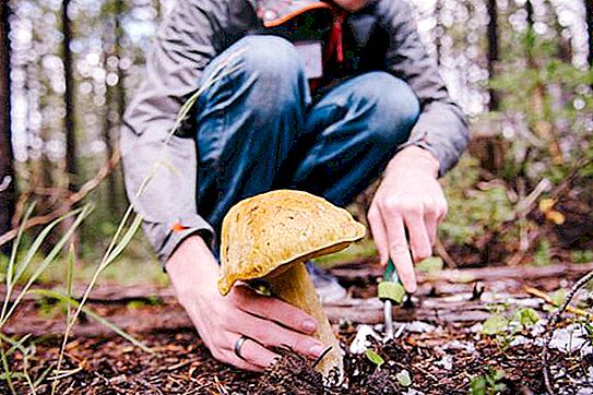 오렌 부르크 지역의 버섯 : 수집 장소와시기에 대한 설명