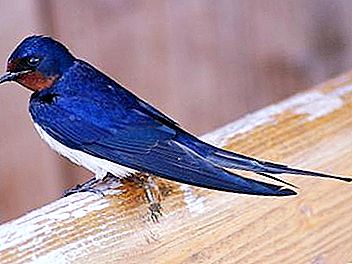 Möchten Sie wissen, wie sich Swifts von Swallows unterscheiden?