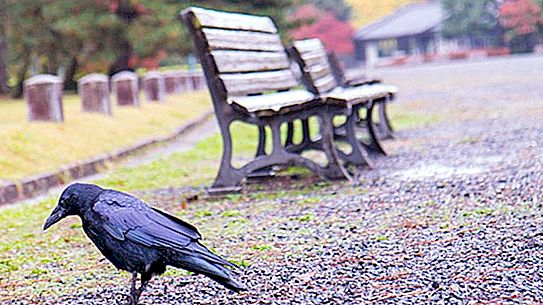 Opomba ljudi: vrane zbirajo smeti v parku v zameno za hrano