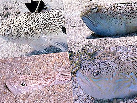 Naga laut - ikan beracun berbahaya yang tinggal di Laut Hitam