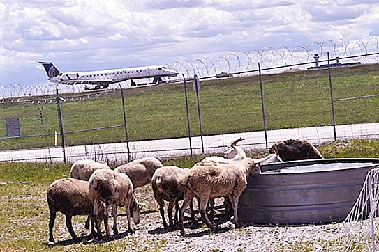 Domba pergi bekerja di bandara: Belgia menemukan alternatif untuk mesin pemotong rumput