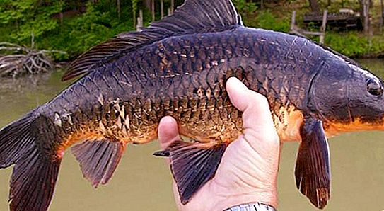Hybrid fish: bentahe sa purong porma. Ang mga pakinabang ng hybridization