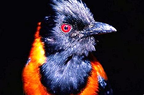 Najsmiješnija imena ptica: fotografija i opis