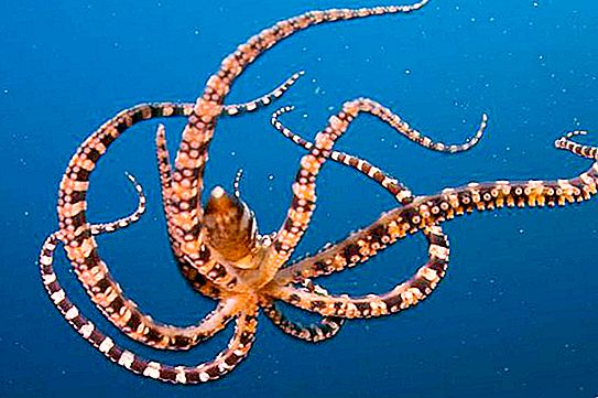 Az Octopus csodálatos lakosa a tengernek