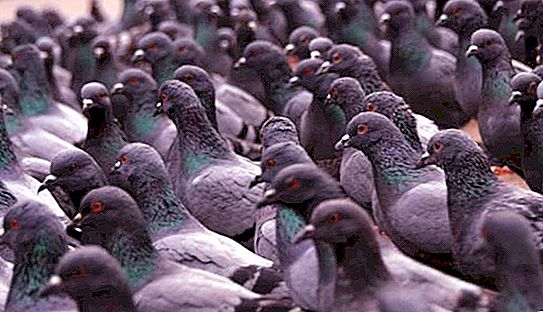 Exhibition of pigeons in Moscow (2015)
