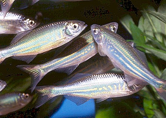 Danio malabar: allevamento, cura, allevamento e regole per la conservazione del pesce