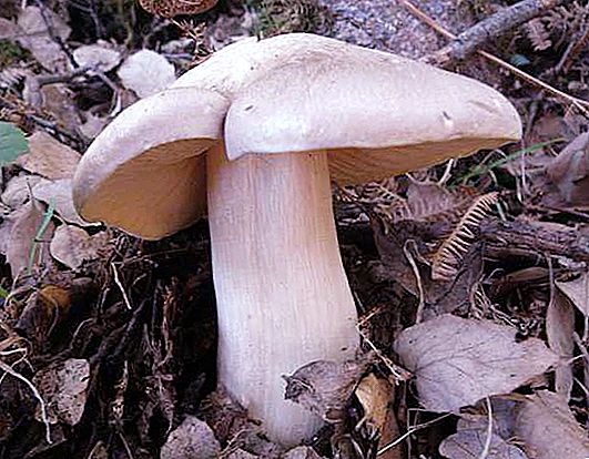Entoloma otrovna: fotografija i opis gljive