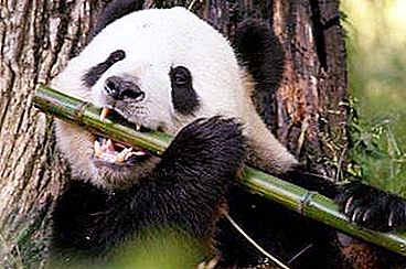 Fatti interessanti sui panda che stupiranno molti