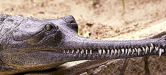 ¿Cuál es el nombre de un cocodrilo con un hocico estrecho? Breve descripción de la vista