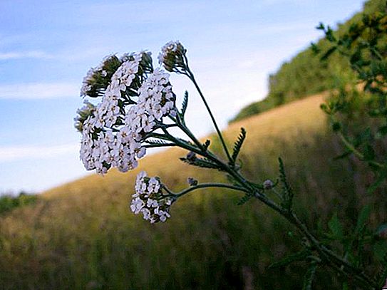 What does yarrow look like? Yarrow: description and photo of the plant