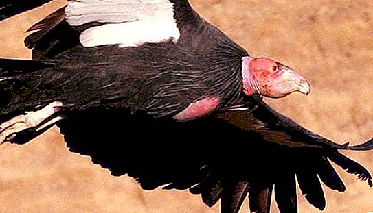 Condor de Californie: description de l'habitat et de l'espèce