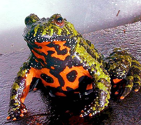 붉은 배 두꺼비 : 사진, 재미있는 사실, 설명