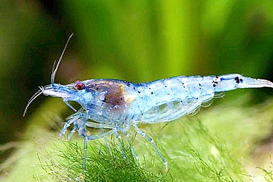 Shrimp Riley: descrizione, contenuto, riproduzione