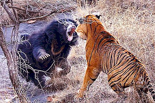 ใครจะแข็งแกร่งกว่า - หมีหรือเสือ? นักล่าในธรรมชาติ